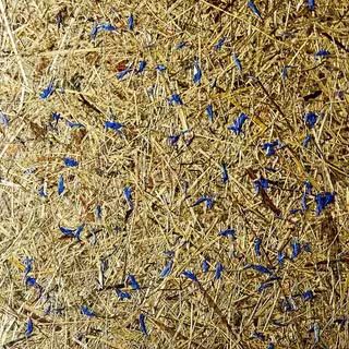 Kornblumen Lampenschirm mit echten blauen Kornblumen - handgefertigtes Naturmaterial Designer Lampe